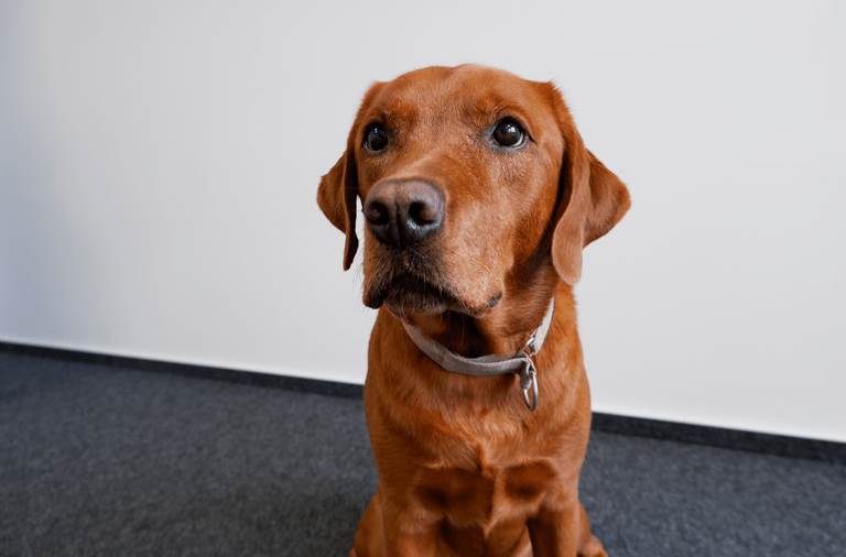 Cookie, Bürohund und Feel-Good-Manager bei FAIR. FOR ENERGY